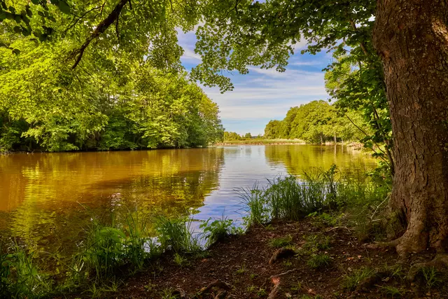 Idyllischer Weiher, der von Bäumen umwachsen ist.