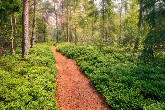 Weicher, mit Kiefernnadeln bedeckter, roter Pfad im grünen Wald des dicht bewachsenen Wettenberger Rieds.